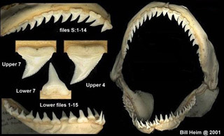 Prionace glauca _05.jpg